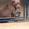 AMERICAN BULLY Lilac Trindle male / female pups