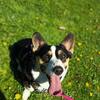 AKC Pembroke Welsh Corgis Champion Lines