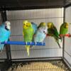 English Budgies Parakeet