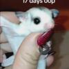 Sugar glider female joeys