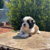 AKC Shih tzu female with microchip