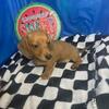 miniature dachshund puppies
