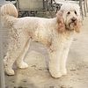 Beautiful F1b Apricot labradoodle stud ckc ofa hips proven