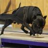 UKC Ch NTD RACEA DASH PN UWP Standard Am Bully Stud OFA/Health Tested