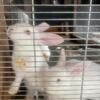 Baby homestead rabbits