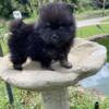 Blk and Grey male Pomeranian