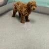 Mini Goldendoodle (Female)