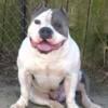 Extreme standard American bully