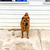 AKC registered Chinese Sharpei