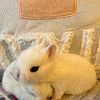 Adorable Dwarf Hoto bunnies / rabbits