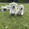 English Cream Golden Retriever Puppies – August Ready