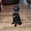 Akc male standard poodle (for stud services only)