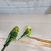 English budgies