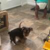 4 month old Yorkie puppy