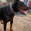 Akc health tested European Dobermans