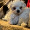 Maltipoo puppies for sale