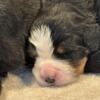 Bernese Mountain Dog Puppies - Born On June 30th