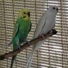 Male & female pair****sold***