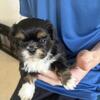 Dobie male shihtzu