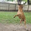 ADBA registered American pitbull terrier puppies. Quality puppies from working lines.