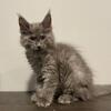 Maine Coon Kittens