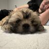 Male Shih Tzu 9 weeks