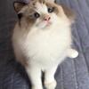 Stunning Ragdoll import lines