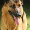 Puppies German sheperd for sale