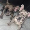 Akc Registered Fluffy Carrier French Bulldog Puppies Available Now!