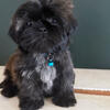 Shih Tzu puppies 