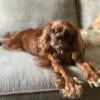 Breeding pair available to approved breeders Cavalier King Charles Spaniels!