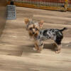 Yorkie Merle male.      SOLD