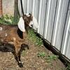 Nubians for sale