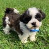 For Sale Shih-Poo Puppies