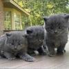 REDUCED CUTE RUSSIAN BLUE MIX KITTENS READY