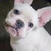 AKC registered French Bulldog puppy