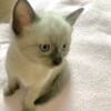 Male Seal Point Siamese cutie