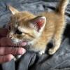 Kittens