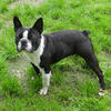 Male Boston Terrier