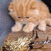 CFA Certified Persian Kitten