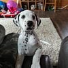 Dalmatian puppies