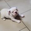 English Bulldog puppies and Stud service