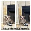 Lilac tri merle English Bulldog female