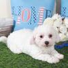 Chandler Charming Male Bichon Frise Puppy