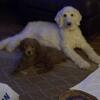 AKC Standard Poodle Pups Coming