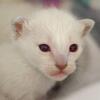 Siamese kittens ready in June & July