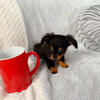 Miniature dachshund long haired little boy 