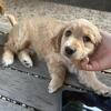Golden Cockapoo 