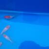 Small red cap oranda goldfish