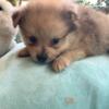 Pomeranian puppies for sale